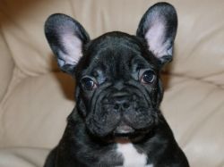 jdf cute French bulldog puppies ready for new home