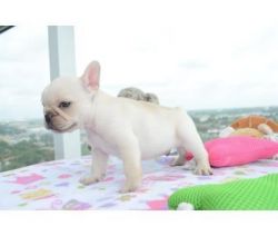 Stunning Male And Female French Bulldog Puppies