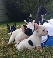 french bull puppies ready