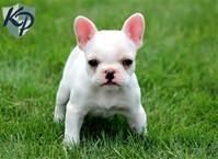 Charming French Bulldogs for Adoption