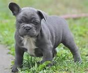 Beautiful Blue And White Pied French Bulldog Pups