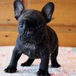 Socialized French Bulldog Puppies Ready Now