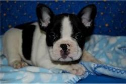 Healthy And Cute French Bulldogs For Adoption
