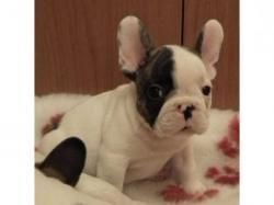 excellent French Bulldog puppies
