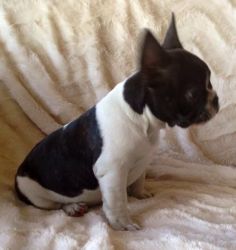 Lovely French Bulldog Puppies Ready