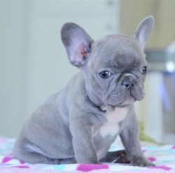 Beautiful home bred outstanding French Bulldogs