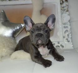 Quality Silver Blue French Bulldog Puppies
