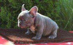 french bulldog for sale!