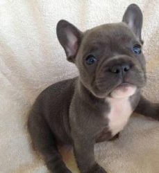 Akc Blue French Bulldog Puppies Re-homing Fees
