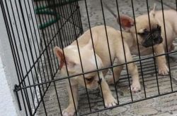 Soft home raised French Bulldog pups