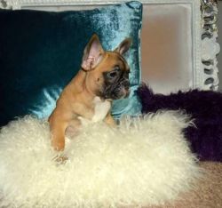 Very Special Little Dogs & Puppies For Sale