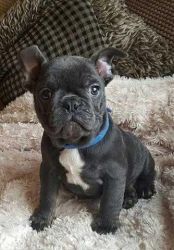 12 Weeks Old French Bulldog Looking New Home