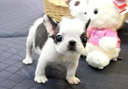Fully vaccinated French Bulldog Puppies