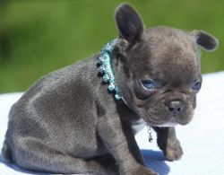 Quality French Bulldog Puppy For Free