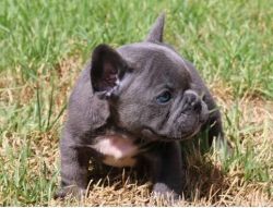 Eloquent French Bulldog puppies