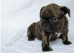 14 Weeks old French Bulldog puppies