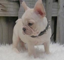 Lovely M/f Blue French Bulldog Puppies