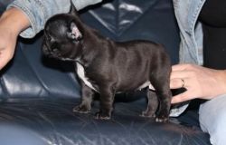 Denim is blue and is AKC registered