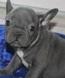 French Bulldog Available For Good Homes