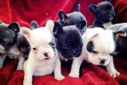 11 weeks old French Bulldog puppies ready
