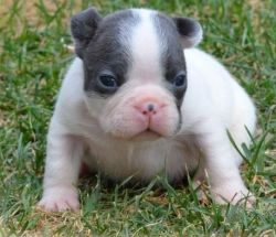 adorable french bulldog babies!