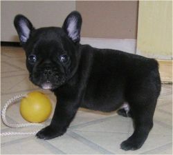 Frenchie Bulldog For Adoption