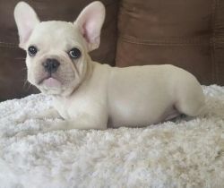 Awesome male and female French Bulldog puppies