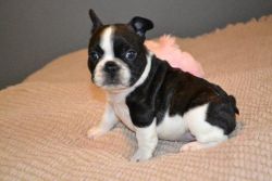 French Bulldog puppies available for adoption