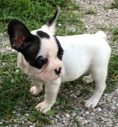Stunning Franch Bulldog puppies for sale.