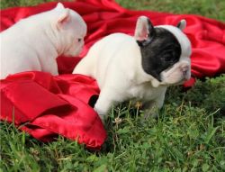 Male and Female french bulldog puppies