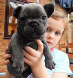 Caring French Bulldogs
