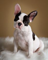 French Bulldogs on sale