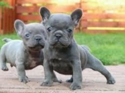 Charming bulldog Puppies Available