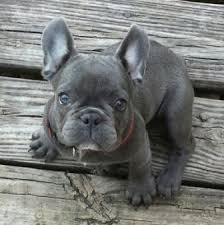 Amazing blue french Puppies