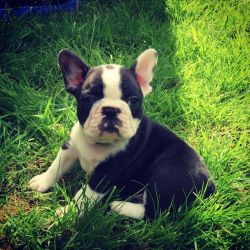 male and female french bulldog puppies