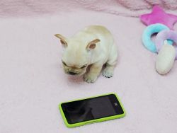 tea cup french bull pups ready for new homes
