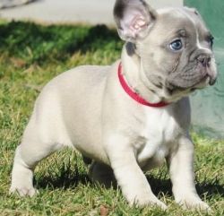 Bals The Male French Bulldog For Sale