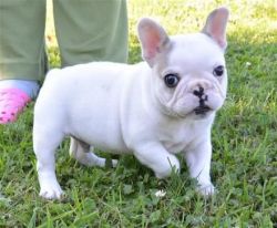 Quality French Bulldog Pups Cream And Clear Fawn.