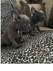 Beautiful Blue French Bulldog Puppies