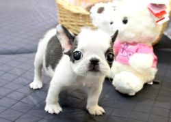 french bull pups ready