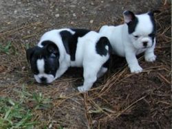 french bull dog puppies for adoption