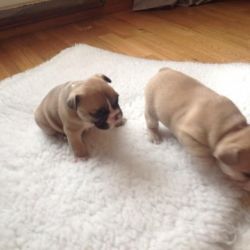 Cute Male And Female White French Bulldog Puppies