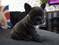 Affordable French Bulldog pups