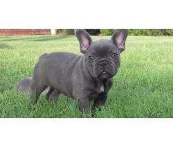 Douglas is an Awesome french bulldogs for Adoption