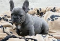 We have two french bulldog Puppies