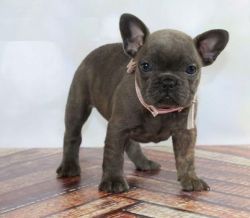 Cute and Adorable french bulldog Puppies