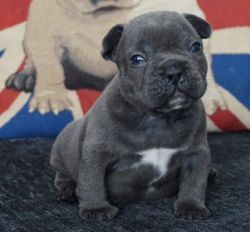 French Bulldog puppies available for sale