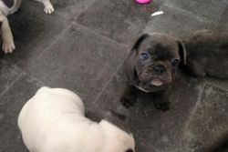 Exquisite French Bulldog Puppies Available