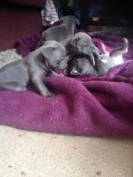 Beautiful French Bull Dog Puppies For Sale