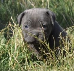 Silver Blue Pups.are now ready